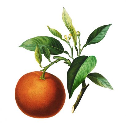 オレンジの花言葉 英語名は 別名に黄金のリンゴ 春夏秋冬