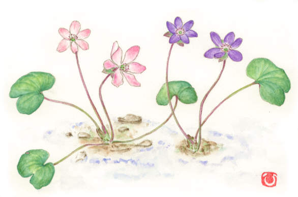 雪割草 ミスミソウ の花言葉 英語名は その由来も紹介 春夏秋冬