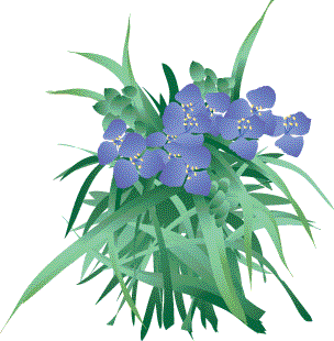 紫露草 ムラサキツユクサ の花言葉 英語名は 驚きの由来とは 春夏秋冬