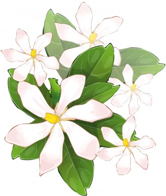 ジャスミンの意外な8つの花言葉とその由来 英語名も 春夏秋冬