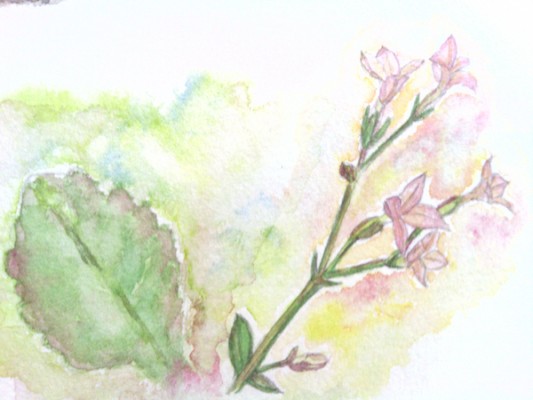 カランコエの花言葉 英語名は 絶滅危惧種の花 春夏秋冬