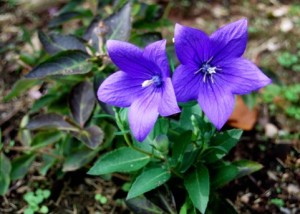 キキョウの花言葉 英語名 由来は 絶滅危惧種の花 春夏秋冬