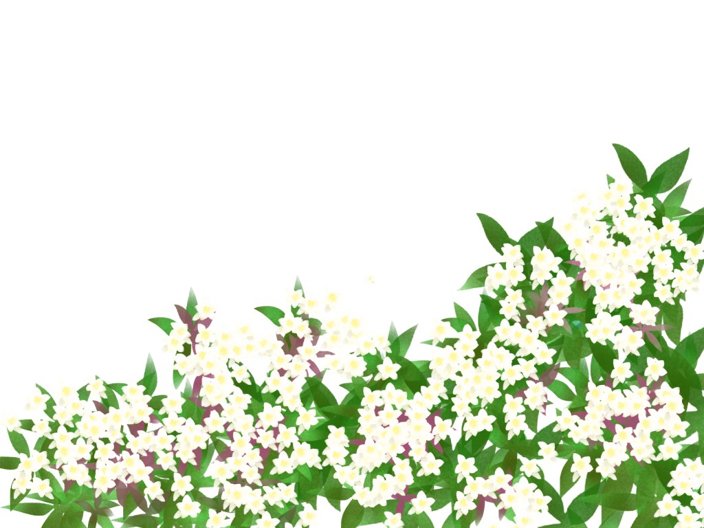 アベリア 花衝羽根空木 の花言葉 英語名 由来は 春夏秋冬