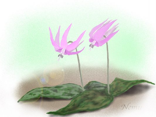 片栗 カタクリ の花言葉 英語名は 育てると7年 春夏秋冬