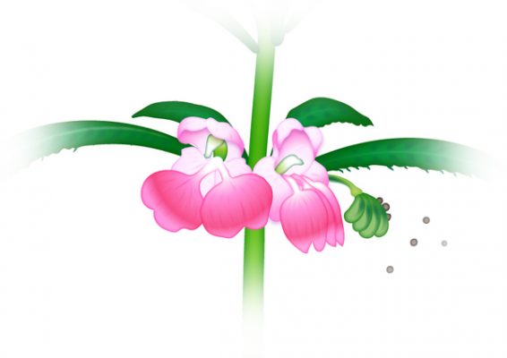 鳳仙花 ホウセンカ の花言葉 英語名は 名前の由来は 春夏秋冬
