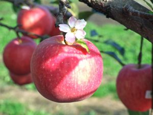 リンゴの花言葉には木と実それぞれあった 春夏秋冬