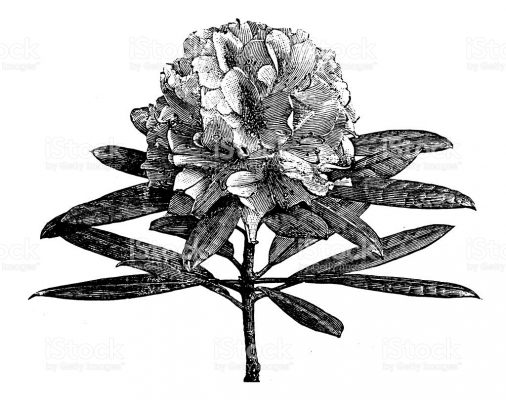 花木の王様 シャクナゲ の花言葉 英語名は 春夏秋冬