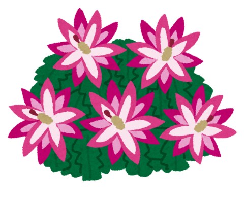 シャコバサボテンの花言葉 英語名は その由来も紹介 春夏秋冬