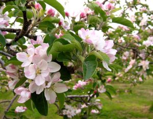 リンゴの花言葉には木と実それぞれあった 春夏秋冬