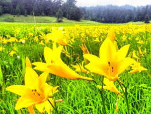 ニッコウキスゲの花言葉 英語名 名前の由来まとめ 春夏秋冬