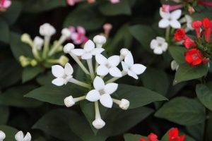 ブバルディアの花言葉 英語名は その由来も紹介 春夏秋冬