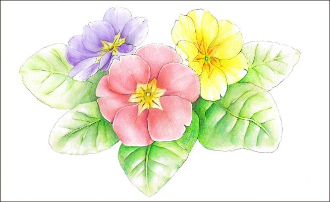 プリムラの種類別花言葉まとめ 英語名や名前由来も 春夏秋冬