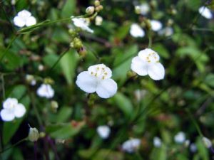 ブライダルベールの花言葉 英語は その由来も紹介 春夏秋冬