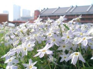ハナニラの花言葉 英語 漢字は その由来も 春夏秋冬