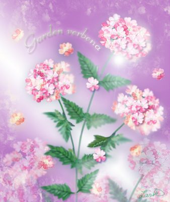 バーベナ 美女桜 の花言葉 英語名は その由来とは 春夏秋冬