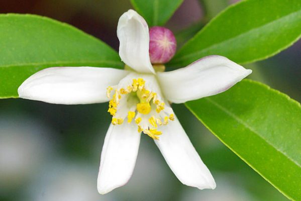 レモンの花 の英語は4つ ネイティブが使うのはどれ 春夏秋冬