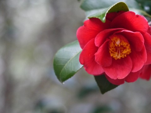 山茶花 サザンカ の英語名に隠された由来とは 春夏秋冬