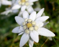 鬼灯の花言葉 英語名は さくらんぼとそっくりな花 春夏秋冬