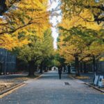 桜草 サクラソウ の5つの花言葉 その由来とは 英語名も 春夏秋冬