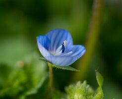 ワイルドストロベリーの花言葉 由来まとめ 英語名も 春夏秋冬